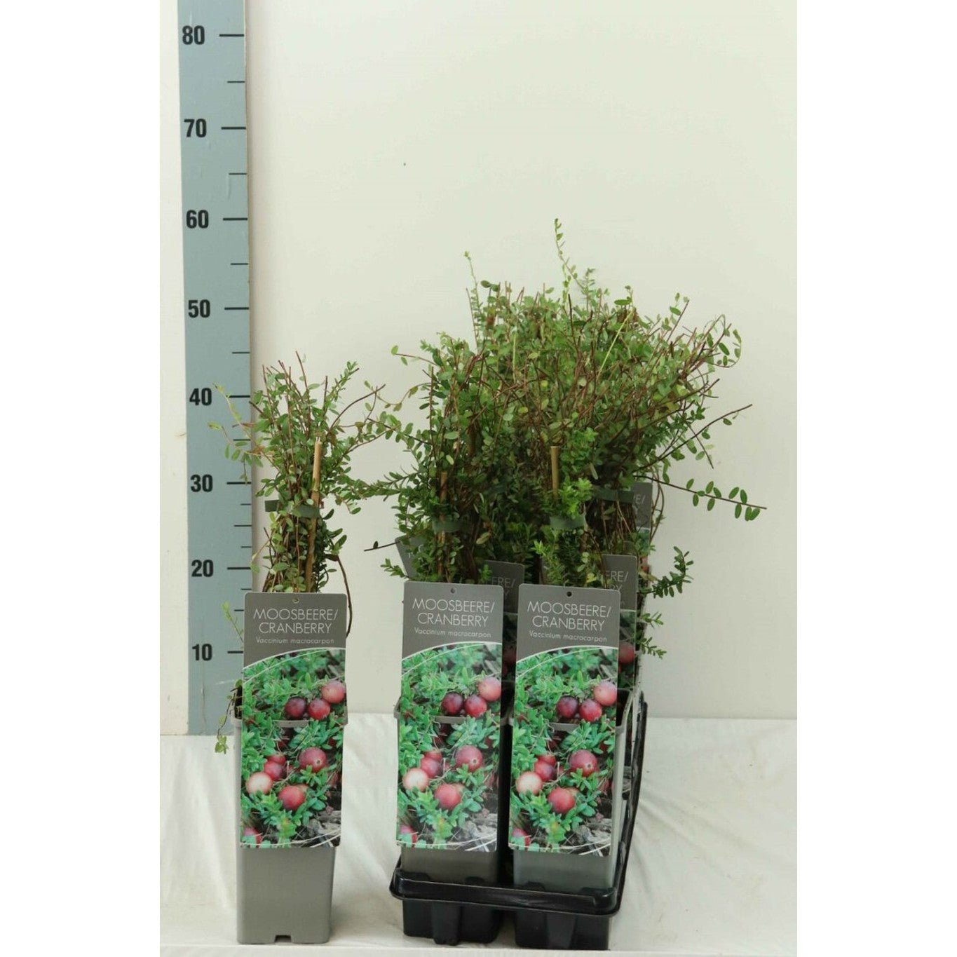 Stort tranbär – Vaccinium macrocarpon - C2 30-40 CM